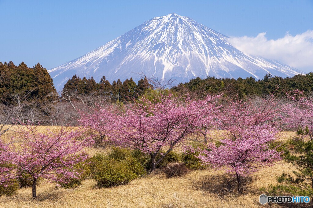大石寺の桜