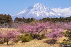 大石寺の桜