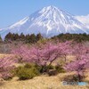大石寺の桜