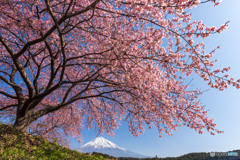 富士宮の桜