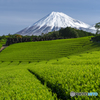 今宮の茶畑
