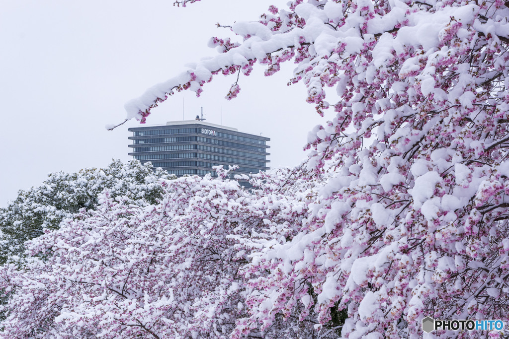 雪の河津桜