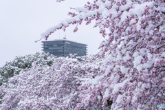 雪の河津桜