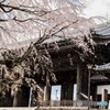 全力疾走の春