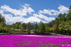 富士山と芝桜