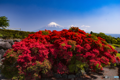 大ツツジと富士山
