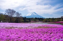 本栖リゾート芝桜