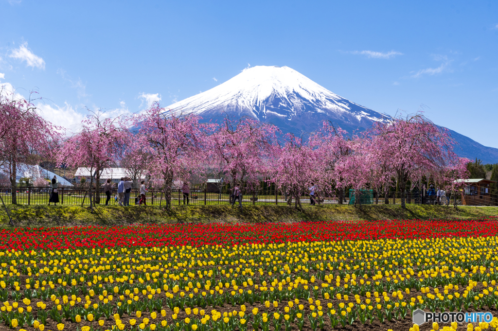 桜とチューリップと富士山