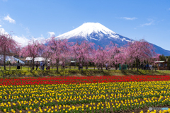 桜とチューリップと富士山