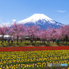 桜とチューリップと富士山