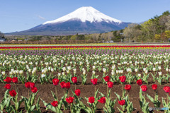 花の都公園のチューリップ