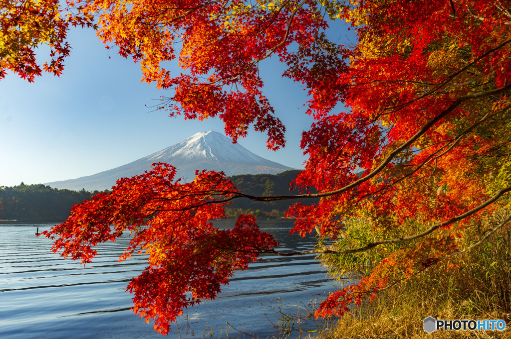 2023河口湖の紅葉