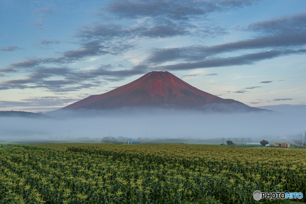トウモロコシ畑と赤富士