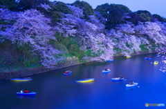 2016千鳥ヶ淵