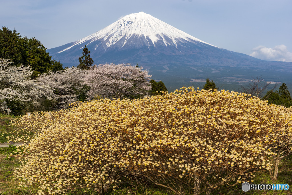 ミツマタと桜