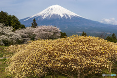 ミツマタと桜