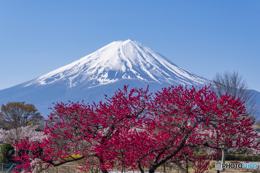 花桃と富士山