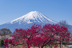 花桃と富士山