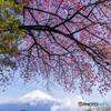富士宮の桜