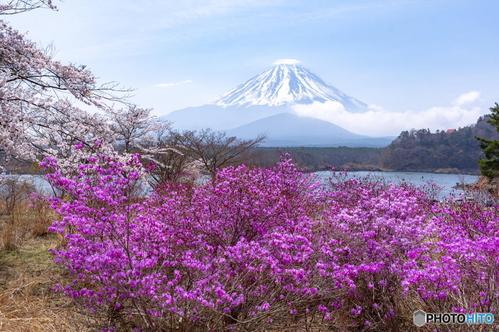 精進湖の春