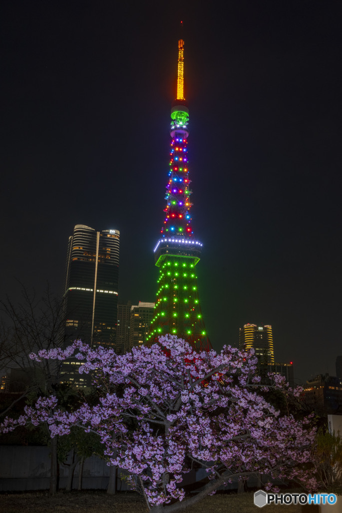 河津桜と東京タワー２