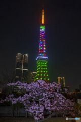 河津桜と東京タワー２