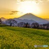 菜の花畑の夕暮れ