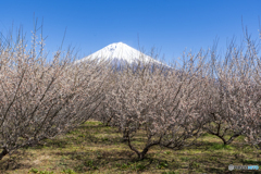 白梅の園