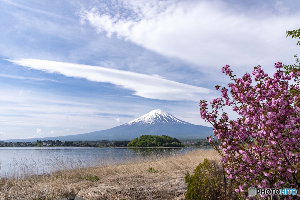八重桜
