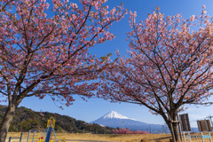 雁堤（かりがねつつみ）の桜