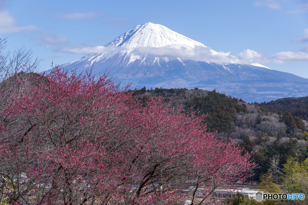 紅梅と富士山
