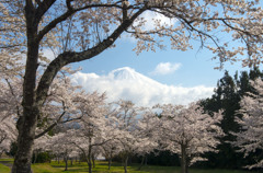 桜満開