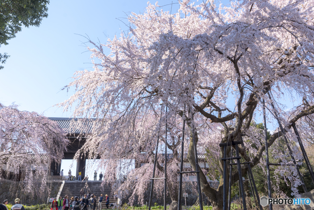東郷寺2019