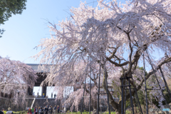 東郷寺2019