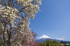 ハクモクレンと富士山