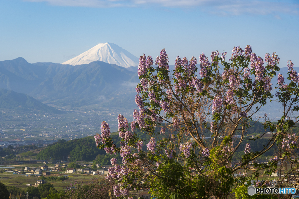 桐の花と富士山