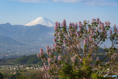 桐の花と富士山