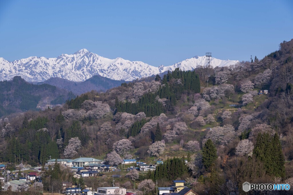 二反田の桜