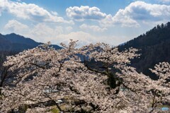 雲と桜