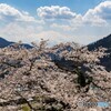 雲と桜