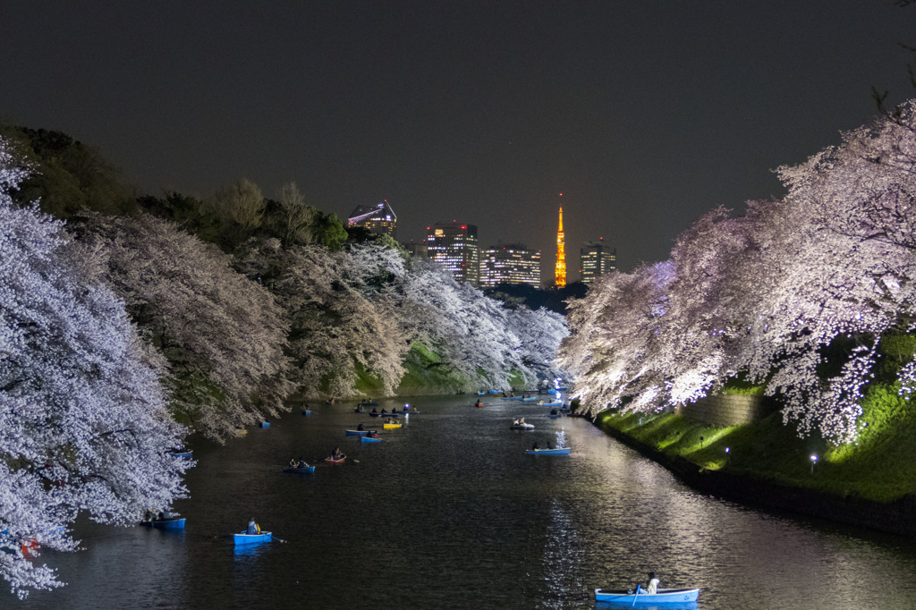 2015千鳥が淵の開幕