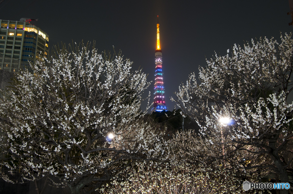 春の東京タワー