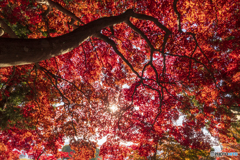 長円寺の紅葉２