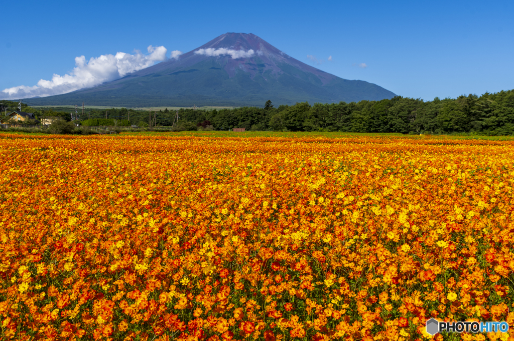 富士山と花畑