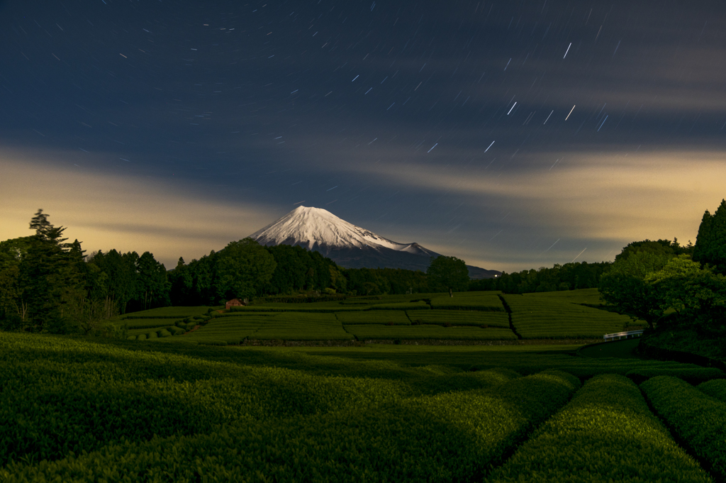 夜の茶畑