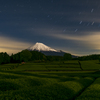 夜の茶畑