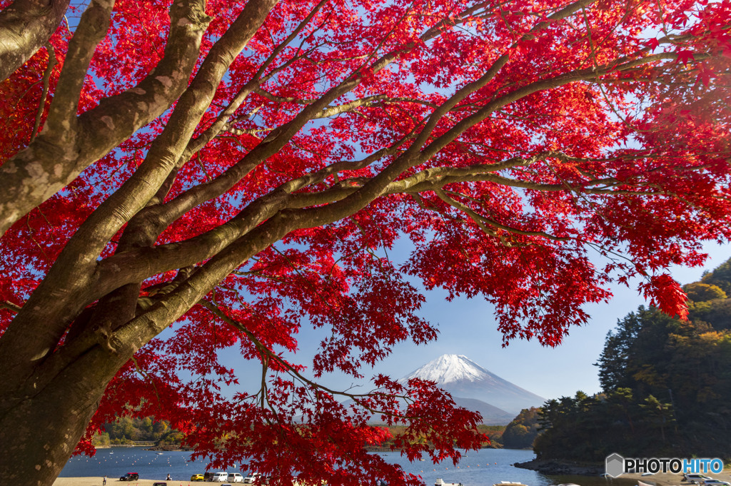 2023精進湖の紅葉