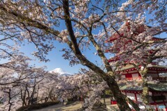 忠霊塔と富士山と桜と