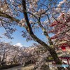 忠霊塔と富士山と桜と