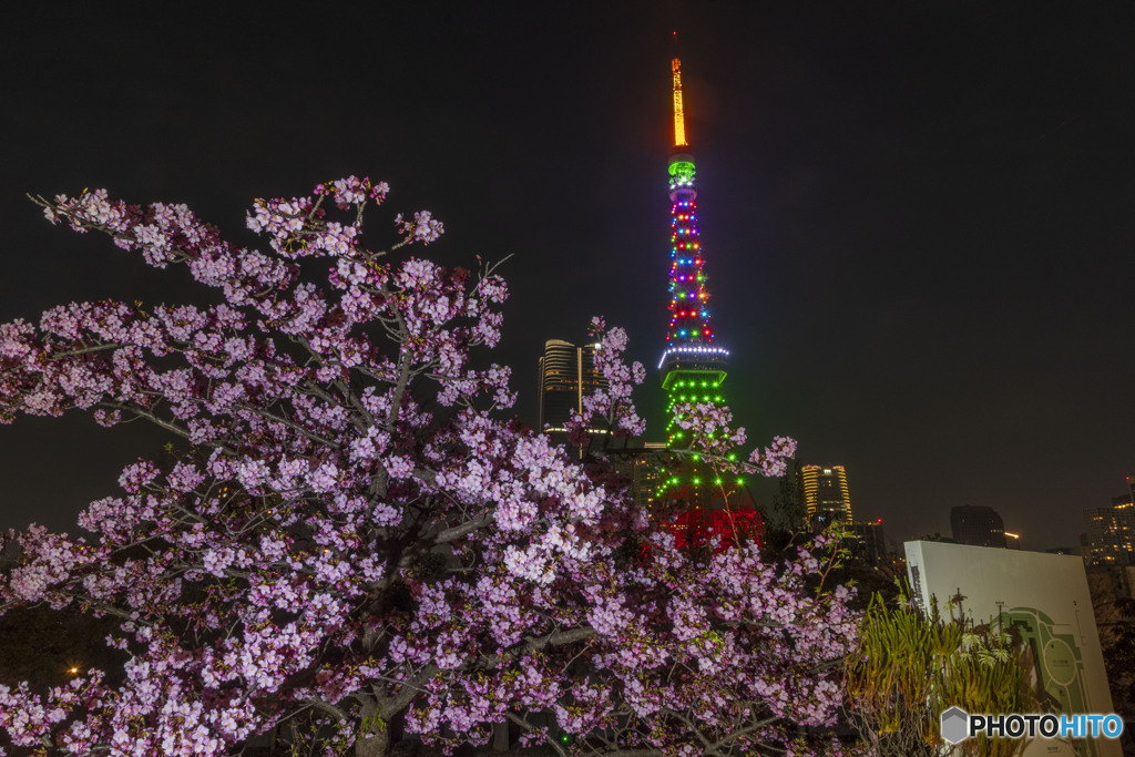 河津桜と東京タワー